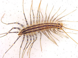 House Centipede